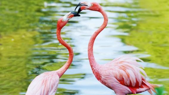 Beijing Wildlife Park private tour with multilingual communication & no shared transfer required