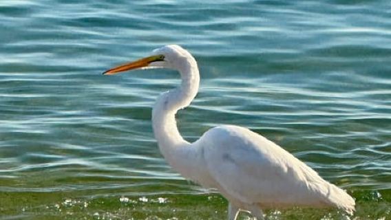 Лос-Кабос: Сафари с наблюдением за китами и свободное время на пляже «Влюблённые».