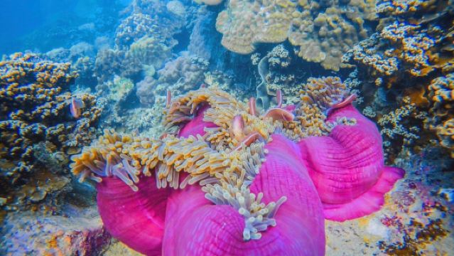 Koh Chang: 3 Islands Snorkeling + Fun Fishing Experience