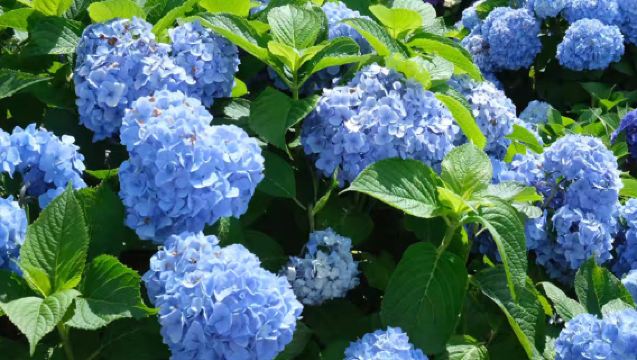 濟州島西南線一日遊|免費追海豚|小羊肖恩|山茶花|柱狀|實彈