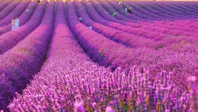 Ruta clásica de lavanda en Francia / Salida desde Aviñón