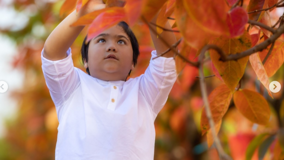 Fall limited edition! 1-day tour for persimmon picking in Sydney, Australia with complimentary bottled water/snacks/gratuities waived