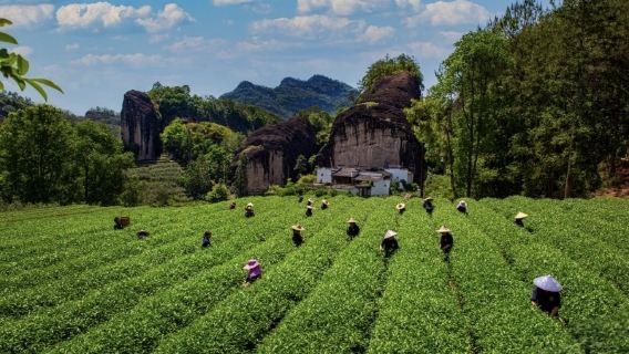 Wuyishan Shijiamingyuan tea picking experience (immersive tea picking + handmade tea fragrance + intangible cultural heritage tea making)