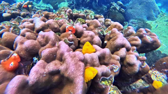 South Phu Quoc: Pro Snorkeling Tour by Speedboat – Max 10 Pax or 12 Pax