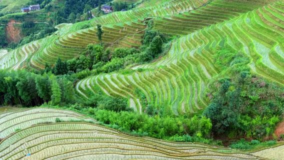 ทัวร์วันส่วนตัว นาขั้นบันไดหลงจี๋ จากกุ้ยหลิน | หมู่บ้านและกระเช้าไฟฟ้ารอบยอดเขาจินโฟ