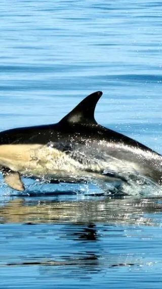 リスボン発：海洋生物学者と一緒にイルカウォッチング（50名様団体）