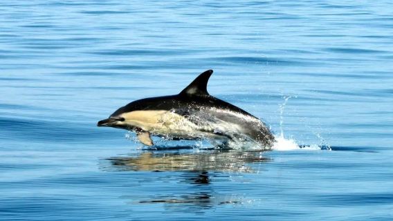 From Lisbon: Dolphin watching with a marine biologist (50-person group)