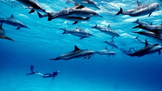 Zanzibar: Swim with Dolphins & Explore Mnemba Paradise