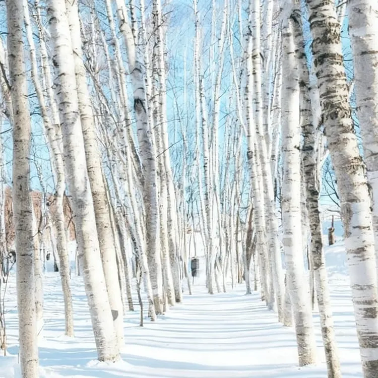 Hokkaido: Asahiyama Zoo, Optional Snowmobile &Ningle Terrace