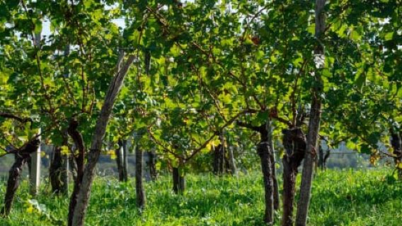From Ljubljana: Vipava Valley Wine Express Tour