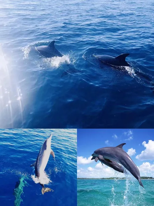 ボホール島でイルカウォッチ＆バリカサ島シュノーケリング＆メガネザル
