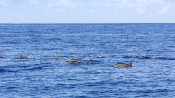 Mauritius dolphin and whale watching speedboat tour