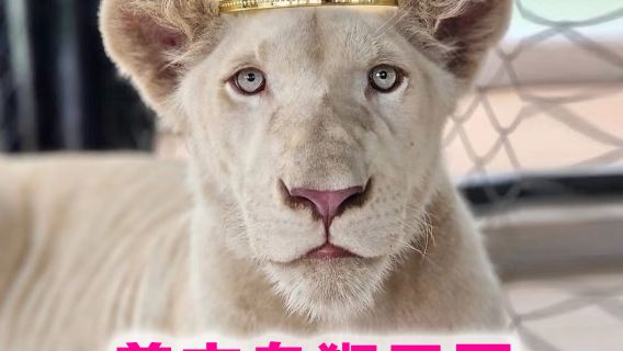 태국 푸켓 라이언 랜드 푸켓 반나절 데이투어 [Lion Land Phuket]