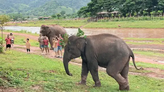 Secret Elephant Camp | Secret Elephan | Sticky Waterfall | Depart from Chiang Mai