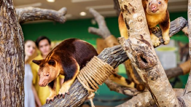 新加坡動物園+夜間野生動物園包車一日遊