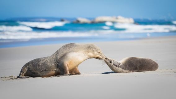 Seal BayTours