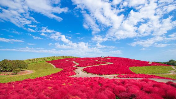 Oarai Isosaki Shrine Torii + Nakaminato Seafood Market + Hitachi Seaside Park one-day tour (Ibaraki flower fields)