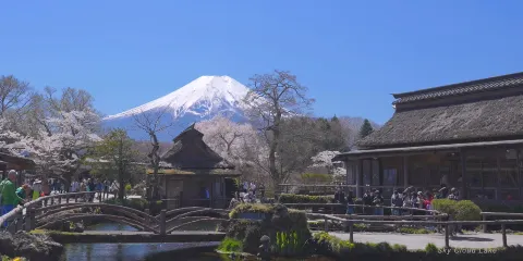 【富士山限定】大石公園X富士急樂園X川越小江戶