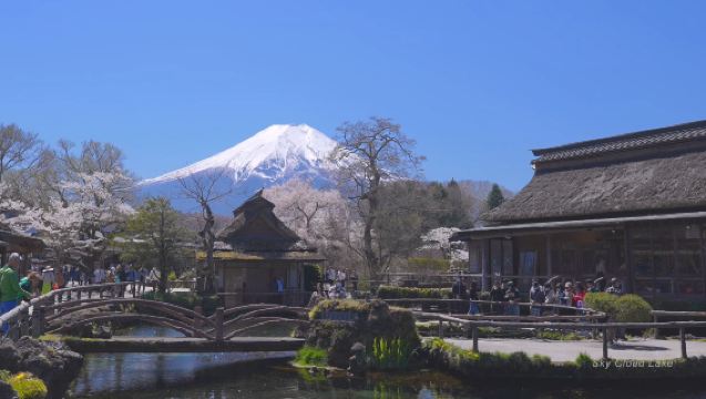 Summer Festival Exclusive!! one-day tour to Oishi Park, Oshino Hakkai, and Koedo Kawagoe in Tokyo, Japan