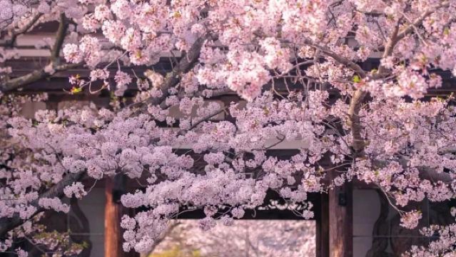 日本東京+伊豆仙人掌動物園一日遊/行程可調-可訂製多日遊