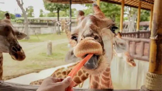 泰國大城獅子王動物園一日遊【私人導覽】