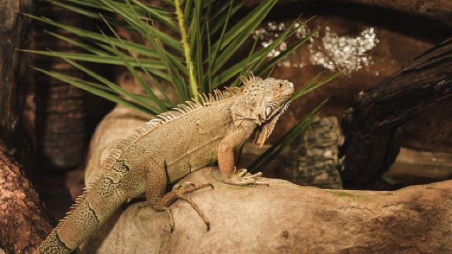 Mallorca: Tiket Marineland dengan Transfer dari Utara