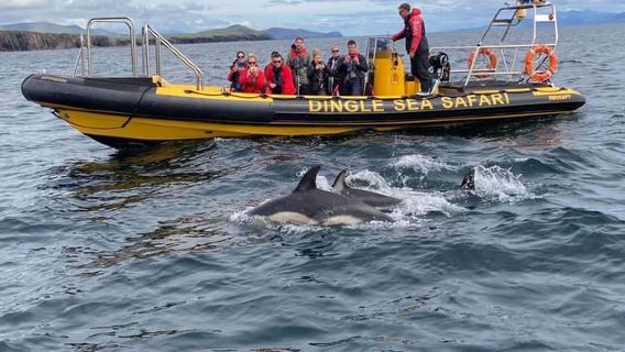 Dingle: Sea Safari by RIB Boat