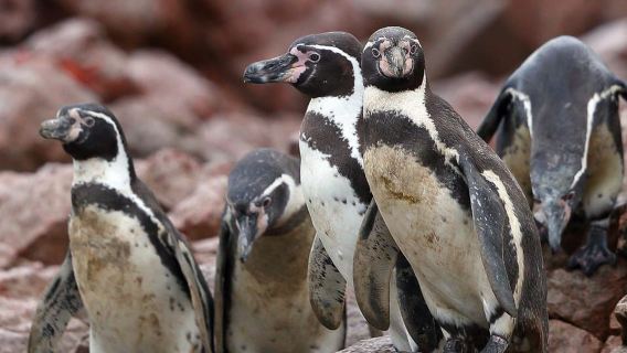 From Paracas: Ballestas Islands & Paracas National Reserve