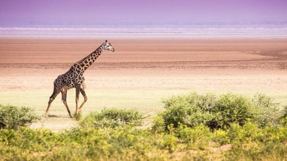 Arusha Safari Tour: Lake Manyara National Park Day Trip