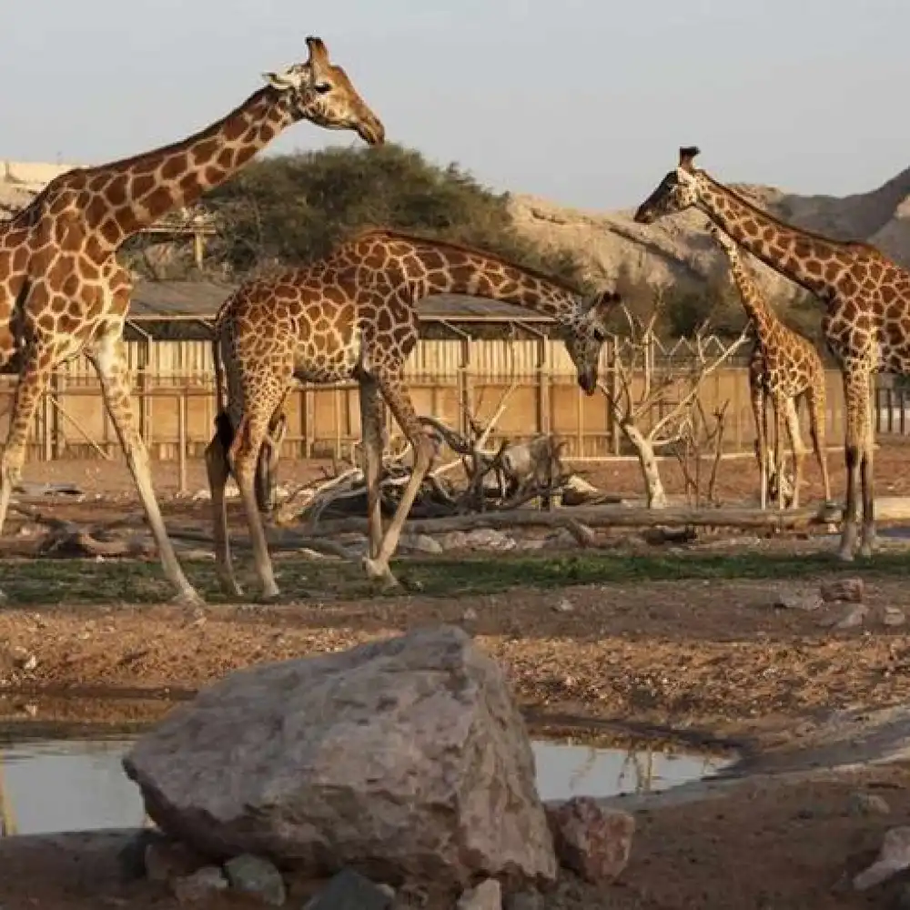 Al Ain Zoo-アラブ首長国連邦アブダビアル・アイン動物園-複数の
