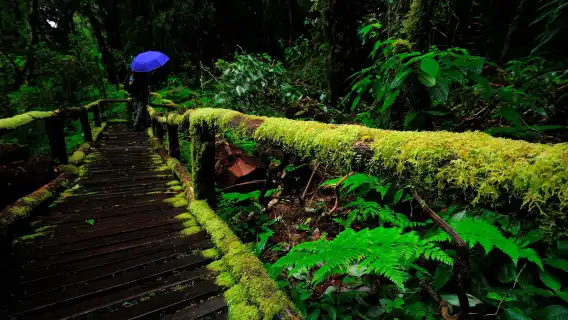 清邁因他暖山徒步+帕辛寺+長康路夜市一日遊《中文專車服務》