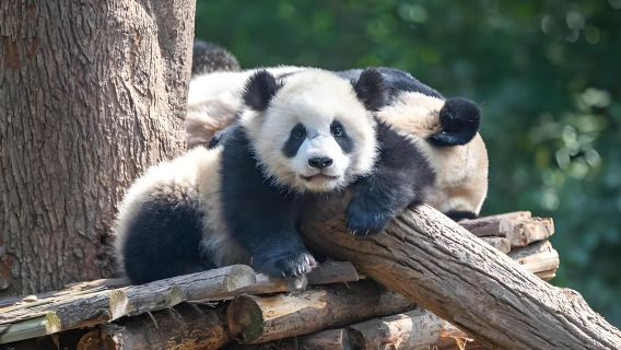 Chengdu Classic Private Day Tour to Panda Base and Leshan Giant Buddha