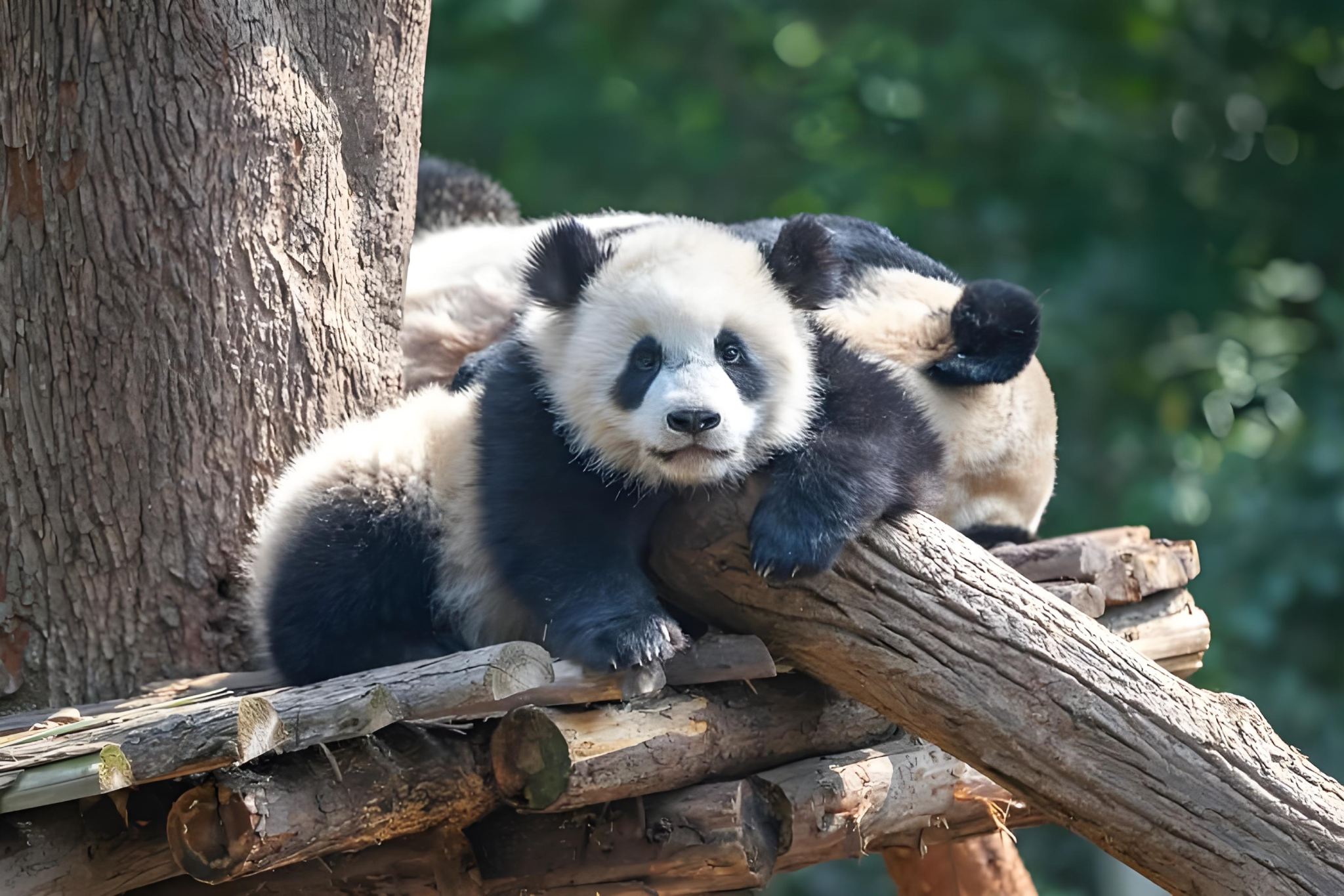 ทัวร์วันส่วนตัวสุดคลาสสิกในเฉิงตู ไปฐานวิจัยการเพาะเลี้ยงหมีแพนด้ายักษ์เฉิงตูและพระใหญ่เล่อซาน