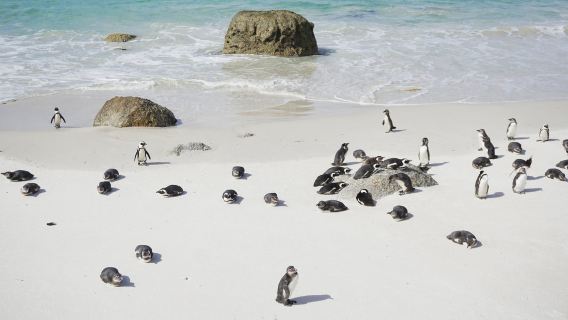 南非|開普敦一日遊【包車10小時】