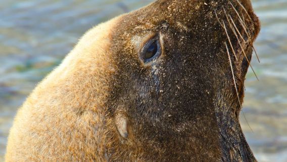 Shoalwater Islands Marine Park: Guided Snorkeling Tour + Lunch