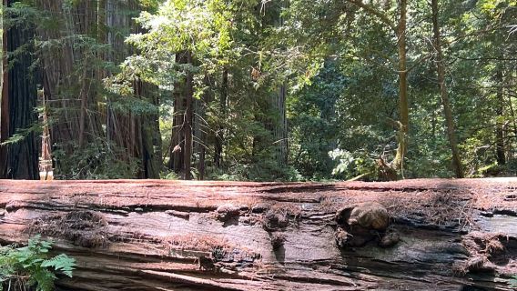 Russian River Valley: Tour Guidato di un Giorno da San Francisco + Degustazione di Vini