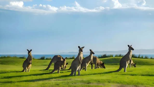 Kangaroo Island 1-Day Tour (Chinese Group) with Chinese-Speaking Guide for a Hassle-Free Experience