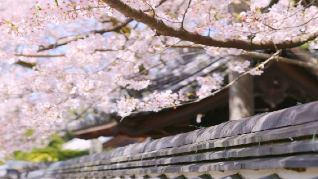 ขึ้นรถที่โอซากะและเกียวโต | ชมซากุระที่เรือฟูชิมิจุ๊กกะบุเนะ + เดินเล่นที่อาราชิยาม่า + ทัวร์ 1 วันที่วัดไดโกจิ ฤดูใบไม้ผลิเท่านั้น