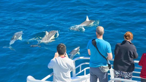 Nuova Zelanda: Crociera per avvistare balene e delfini nella baia di Hauraki e visita all'isola di Rotoroa da Auckland