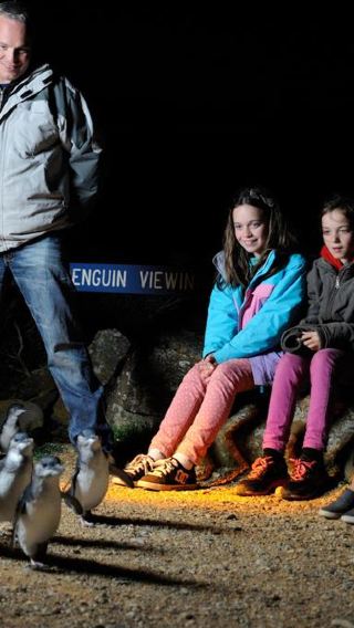 Penguin parade tour in Tasmania, Australia [3.5-hour itinerary including city transfers]