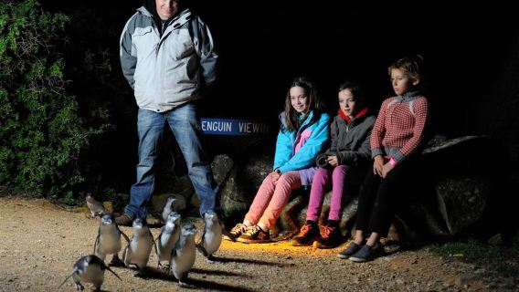 Penguin parade tour in Tasmania, Australia [3.5-hour itinerary including city transfers]