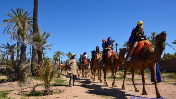 Marrakech: Paseo en camello por el palmeral con té