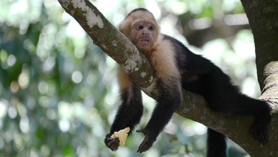 From San José: Monteverde Hanging Bridges Day Trip