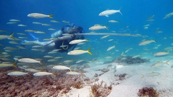 San Juan: Beginner Scuba Diving Tour with Turtles and Videos