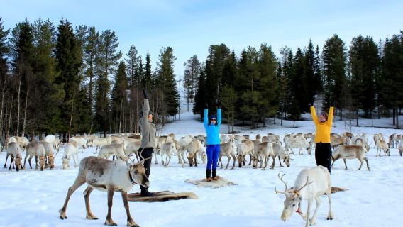 Reindeer yoga in Kuusamo