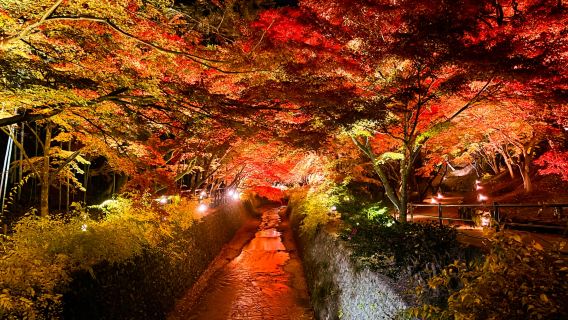 【出団保証】京都秋季限定｜舞妓の踊り+懐石風京料理+北野天満宮
