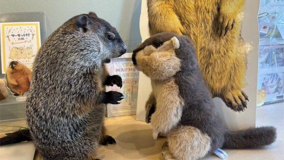 [Marmot village Osaka] Marmot observation experience