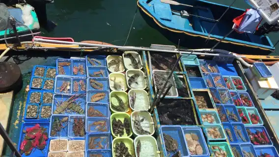 ทัวร์ฮ่องกง กราสแลนด์ไอส์แลนด์ เกาะทับมุน + ไซกุง 1 วัน Pure Play Exquisite กลุ่มเล็ก