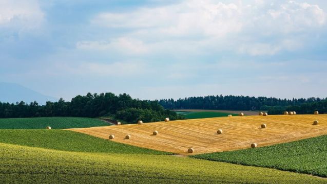 夏季北海道旭山動物園+拼布之路+白鬚瀑布+青池+網紅樹一日遊