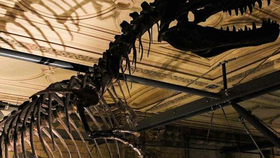 Museo de Historia Natural de Londres: Tour Guiado Semiprivado